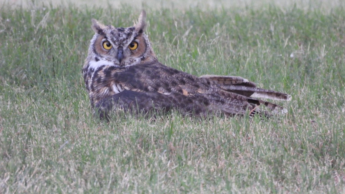 Great Horned Owl - ML595939501