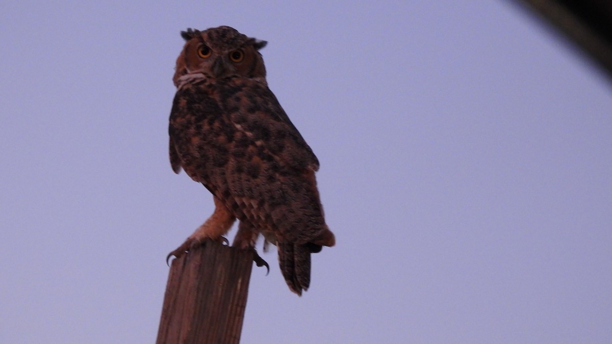 Great Horned Owl - ML595939531