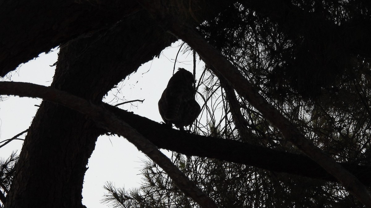 Great Horned Owl - ML595939541