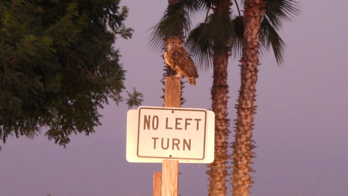 Great Horned Owl - ML595939581