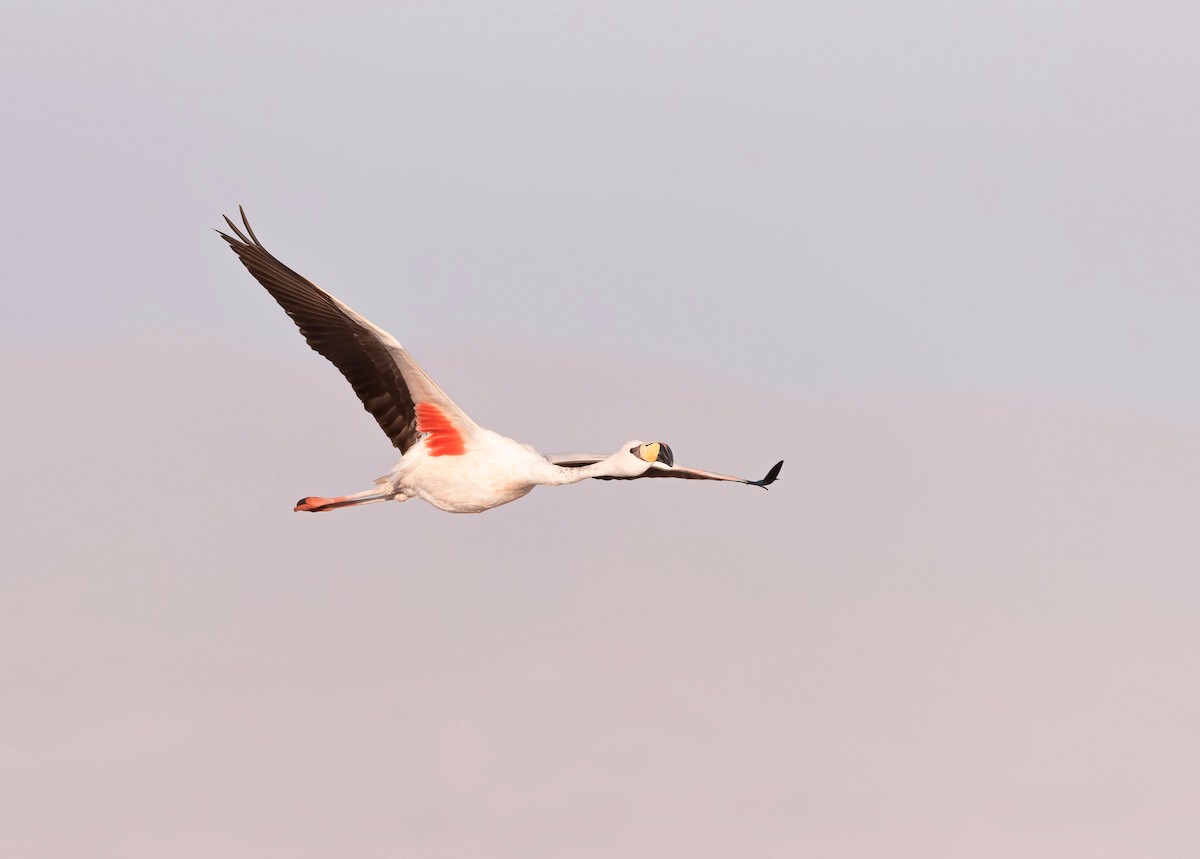 James's Flamingo - ML595939871