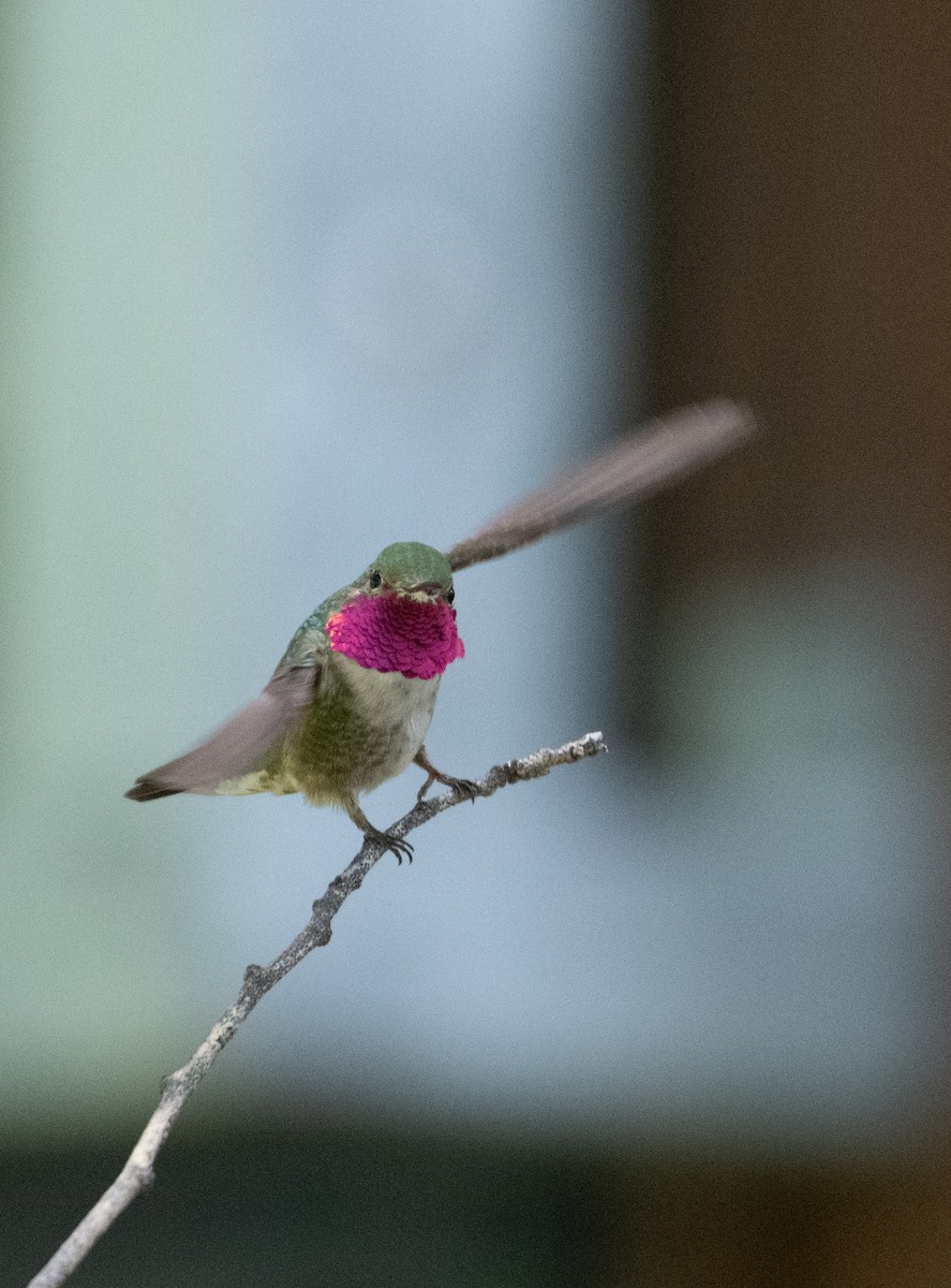 Broad-tailed Hummingbird - ML595940451