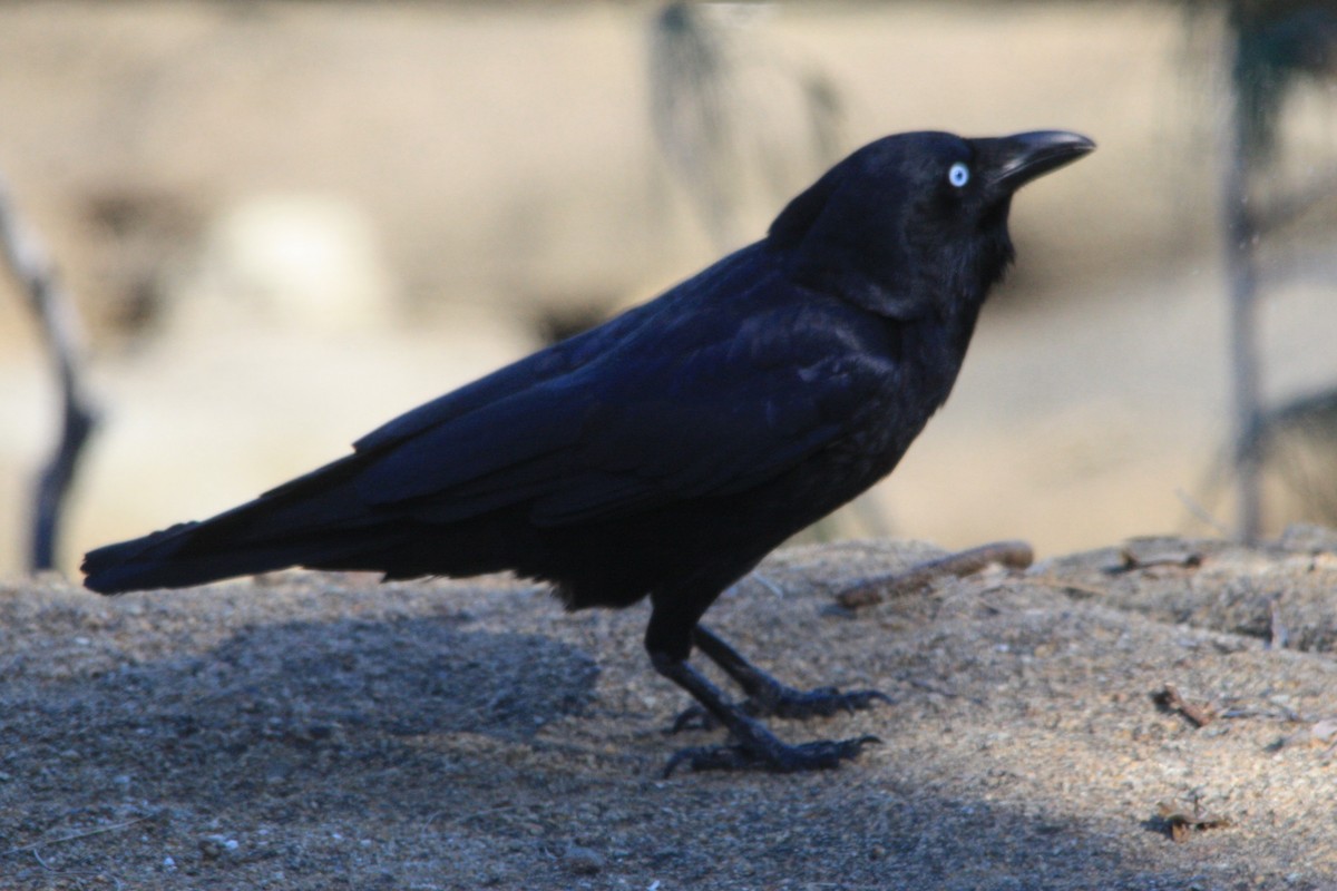 Torresian Crow - ML595943571