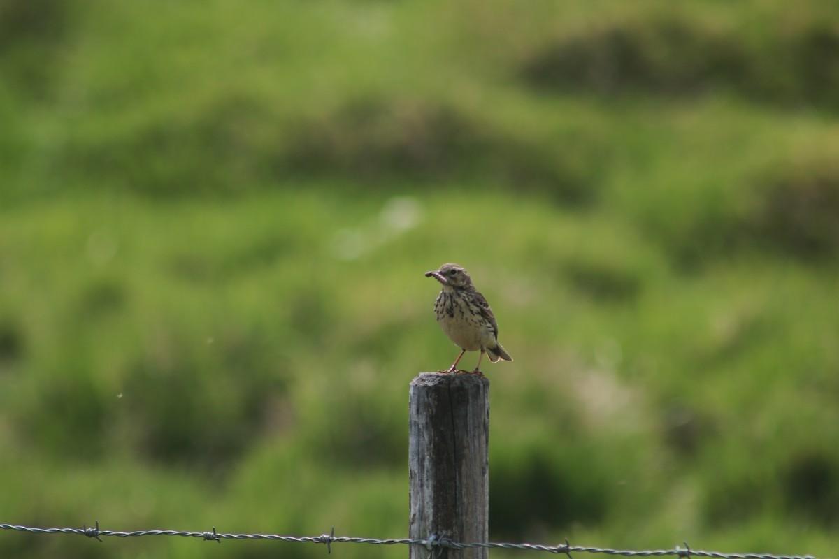 Meadow Pipit - ML595948791