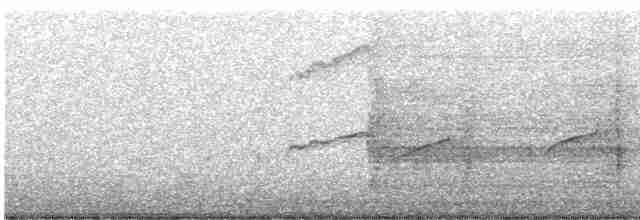 White-tailed Kite - ML595948891