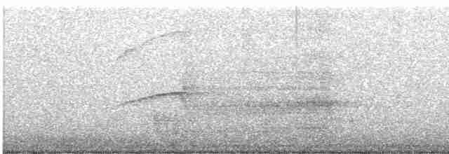 White-tailed Kite - ML595949911