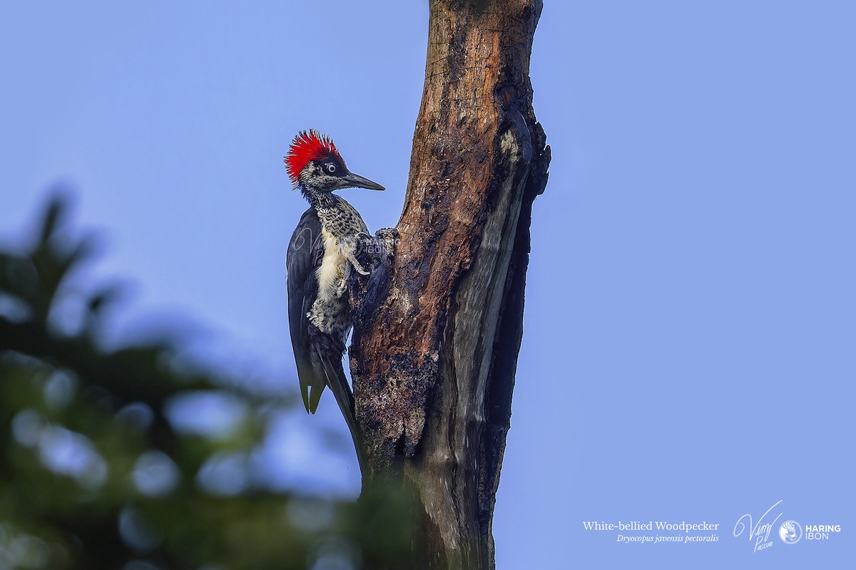 White-bellied Woodpecker - ML595950491