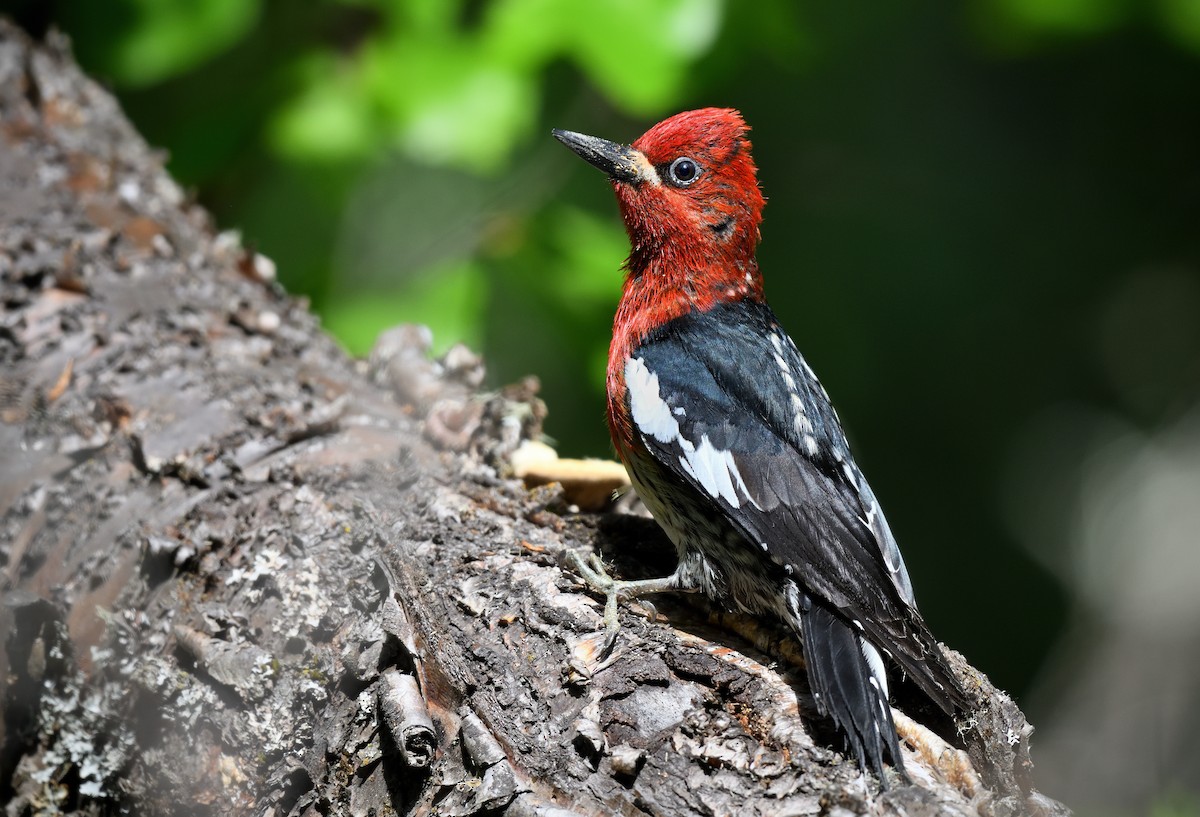 Red-breasted Sapsucker - ML595952661
