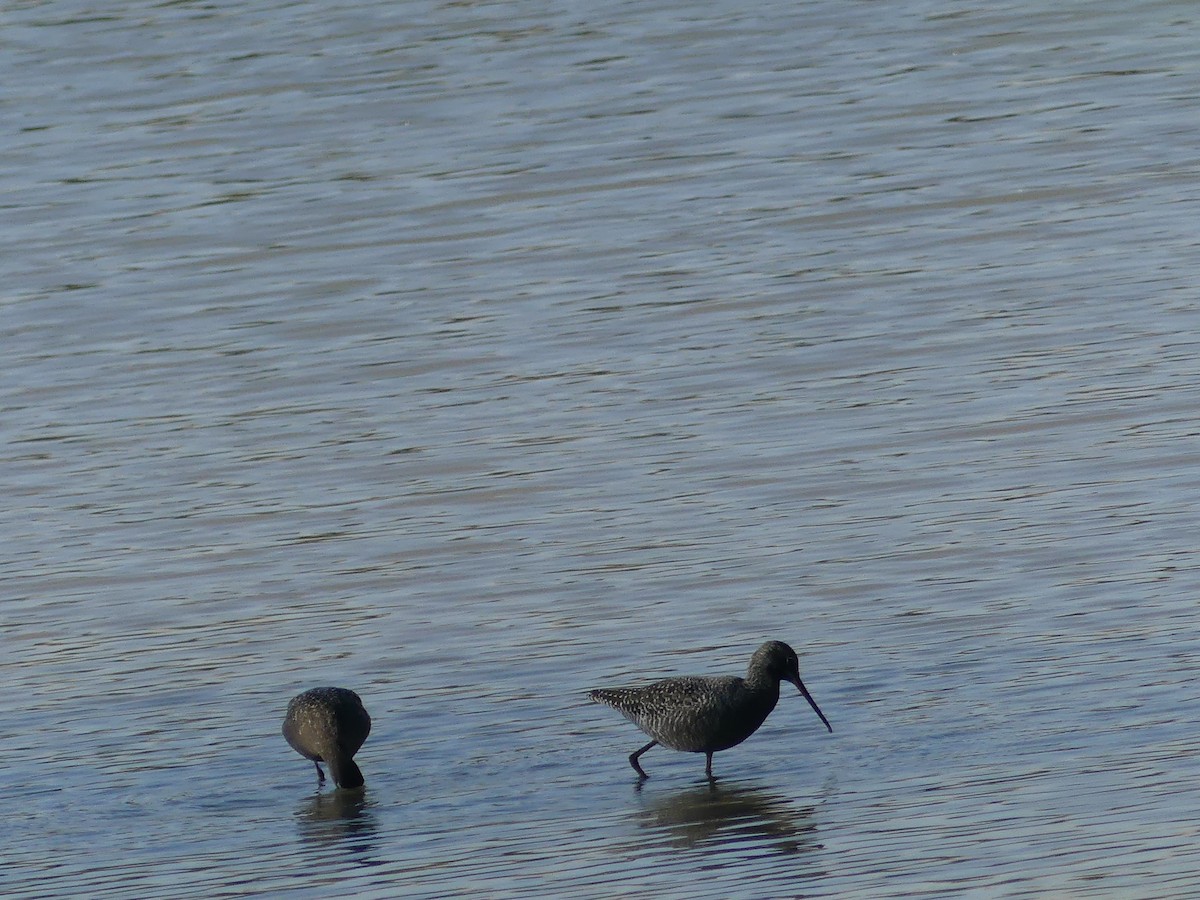 Spotted Redshank - ML595953161