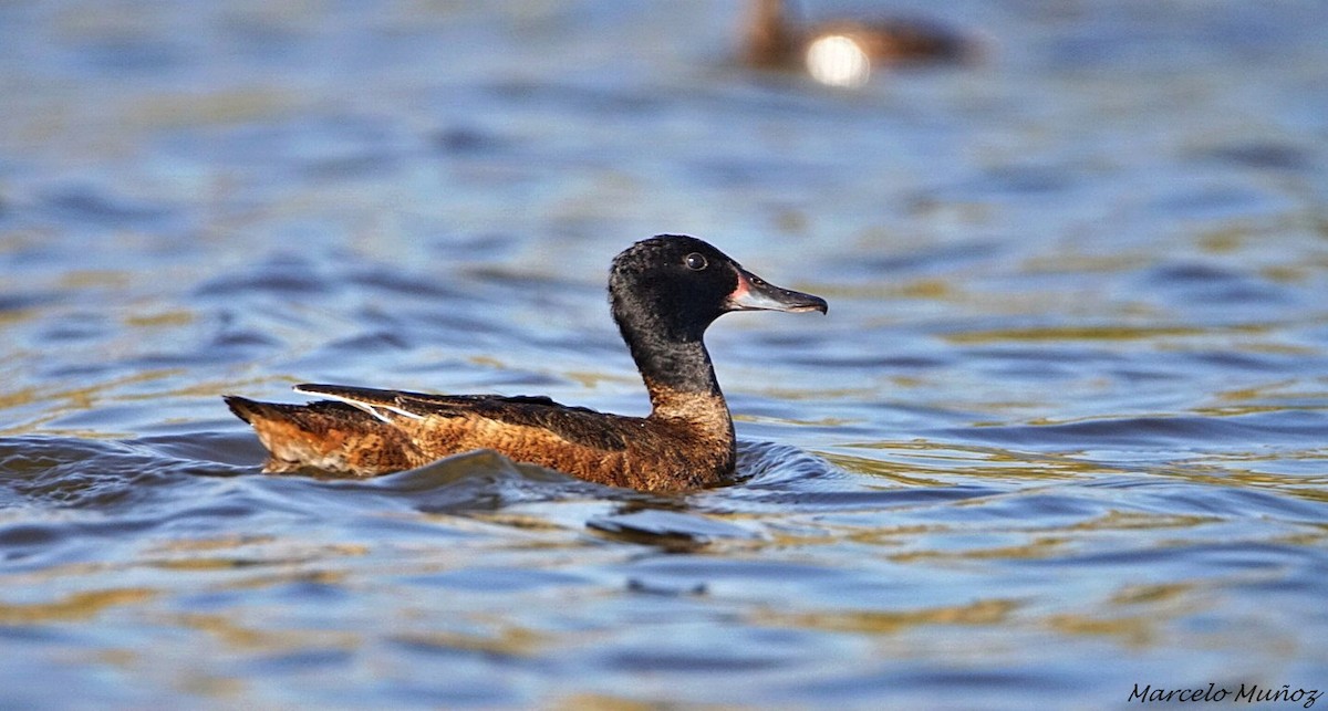 Black-headed Duck - ML59595371