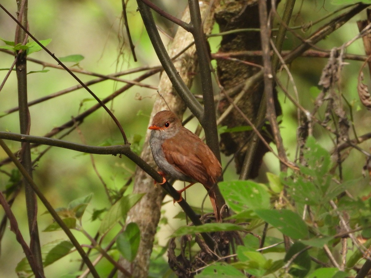 Orange-billed Nightingale-Thrush - ML595954141