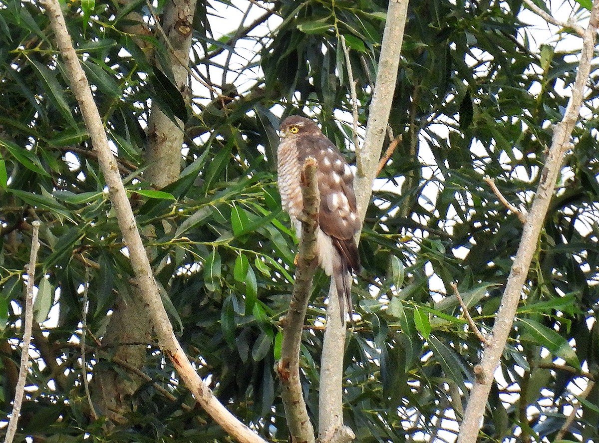 Eurasian Sparrowhawk - ML595954491