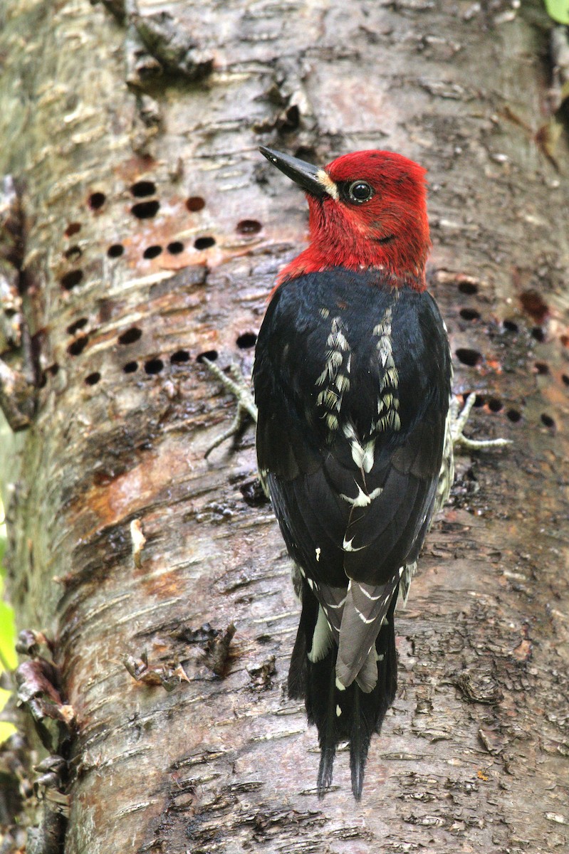 Red-breasted Sapsucker (ruber) - ML595954531