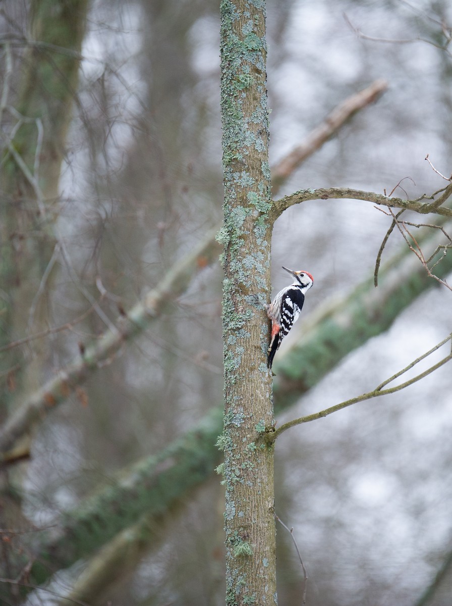 White-backed Woodpecker - ML595954721