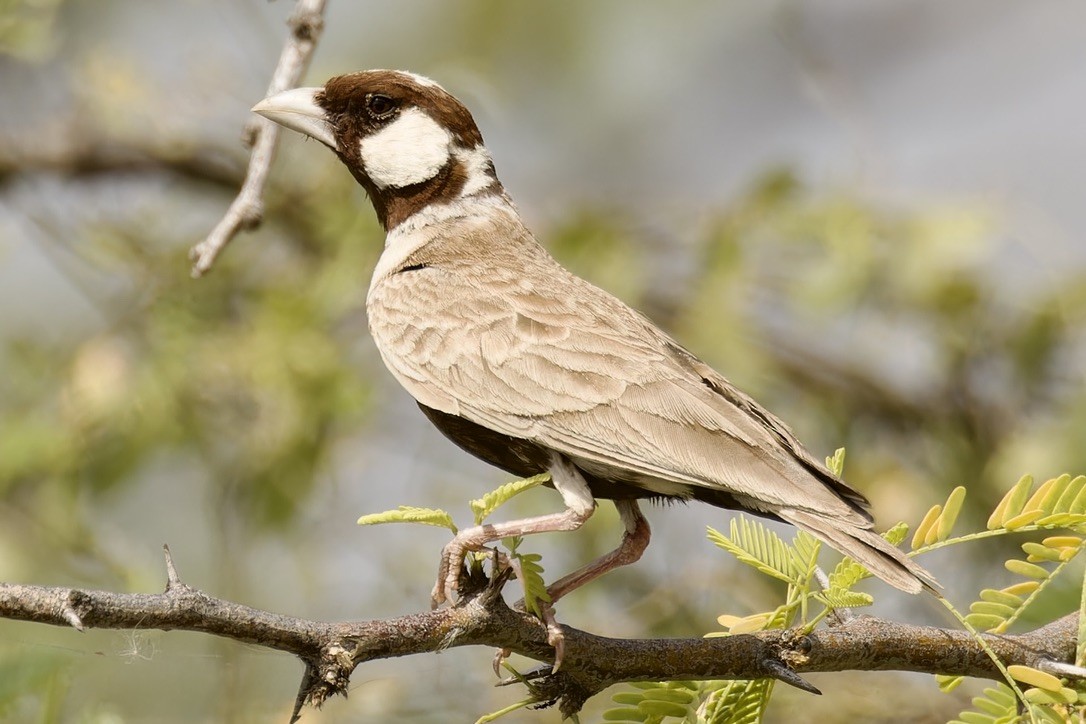 Chestnut-headed Sparrow-Lark - ML595957761