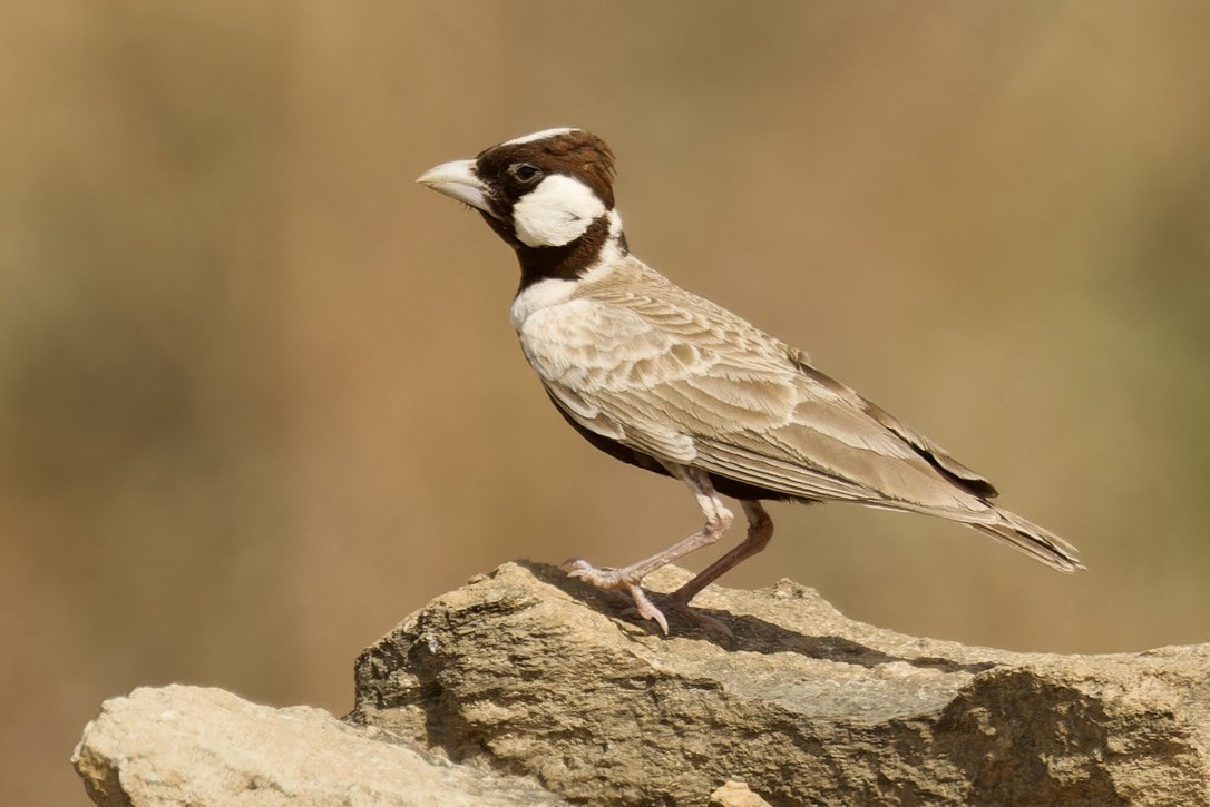 Chestnut-headed Sparrow-Lark - ML595957771