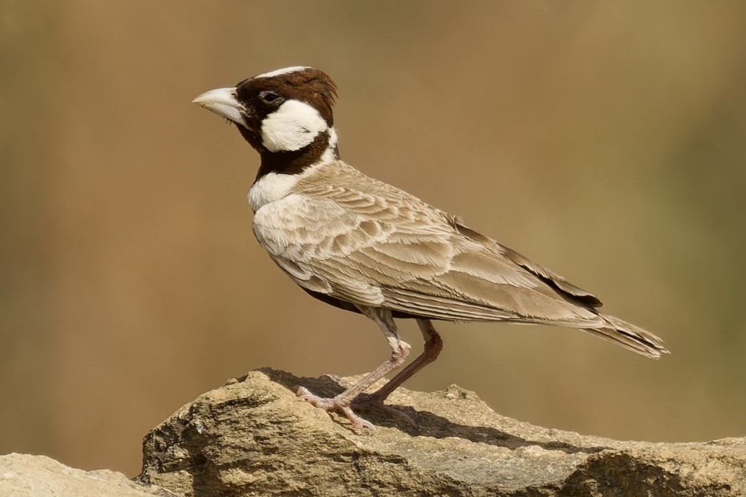 Chestnut-headed Sparrow-Lark - ML595957801