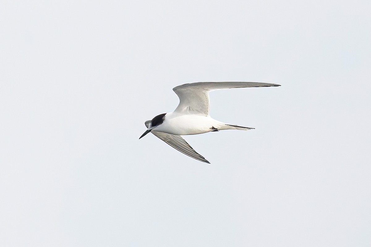 Arctic Tern - ML595961801