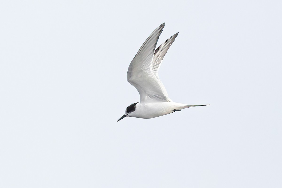 Arctic Tern - ML595961811