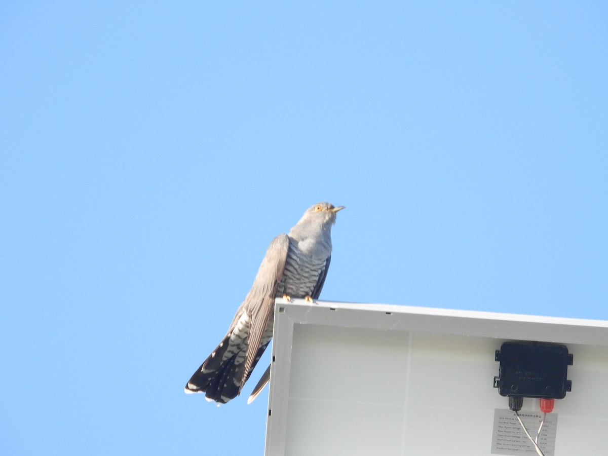 Common Cuckoo - ML595962361
