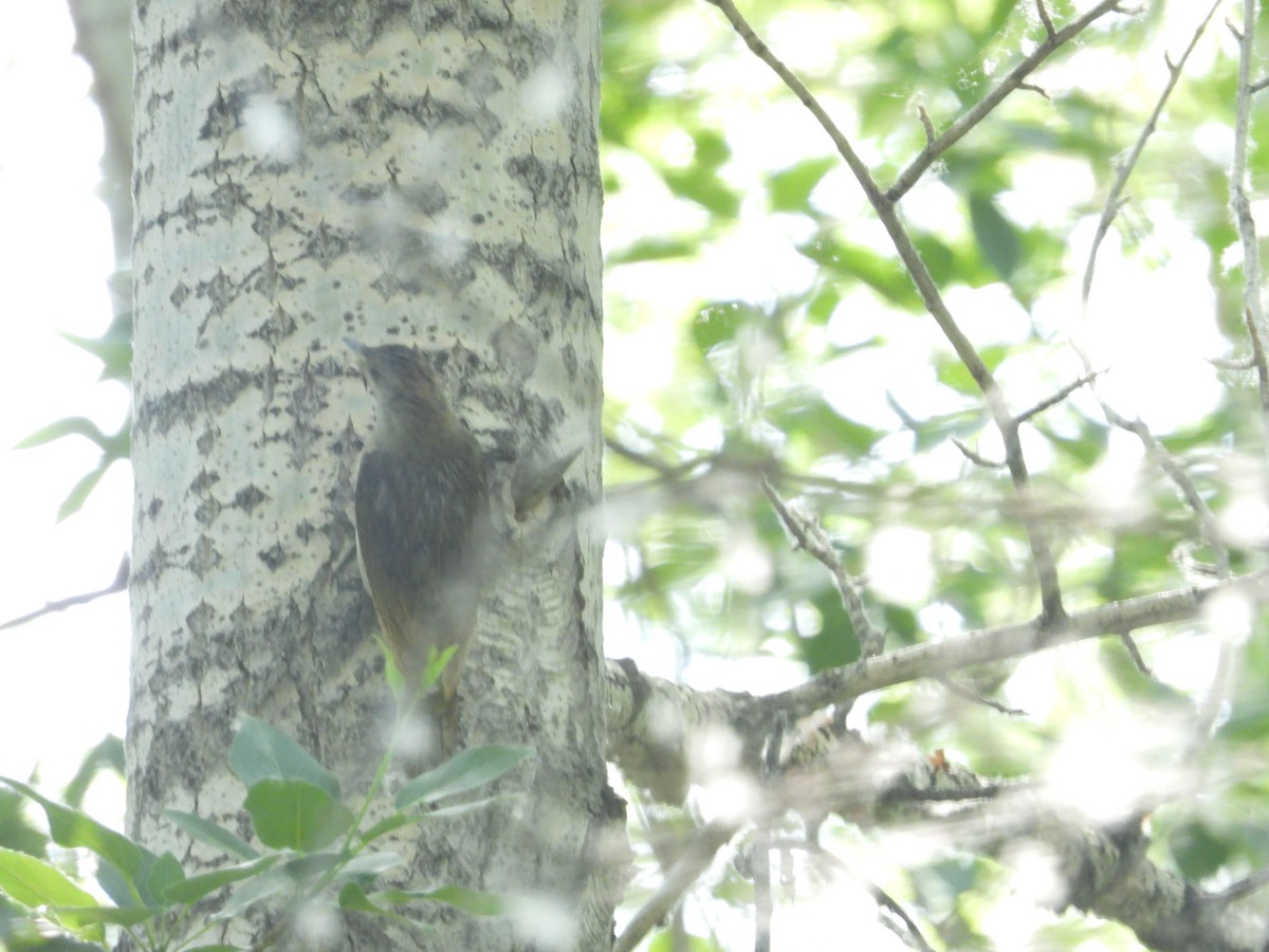 Gray-headed Woodpecker - Yuhao Sun