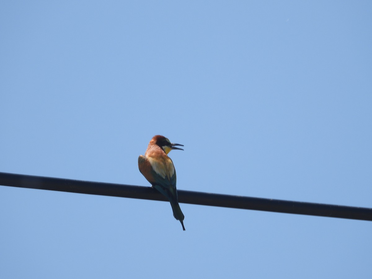 European Bee-eater - ML595963311