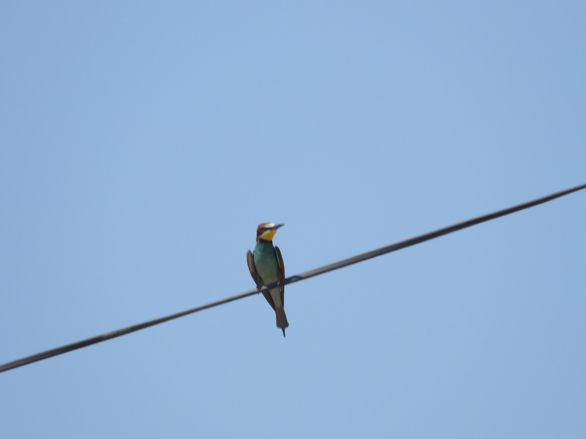 European Bee-eater - ML595963321