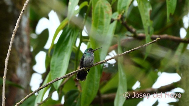 Charming Hummingbird - ML595965131