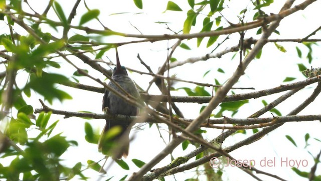Charming Hummingbird - ML595965721