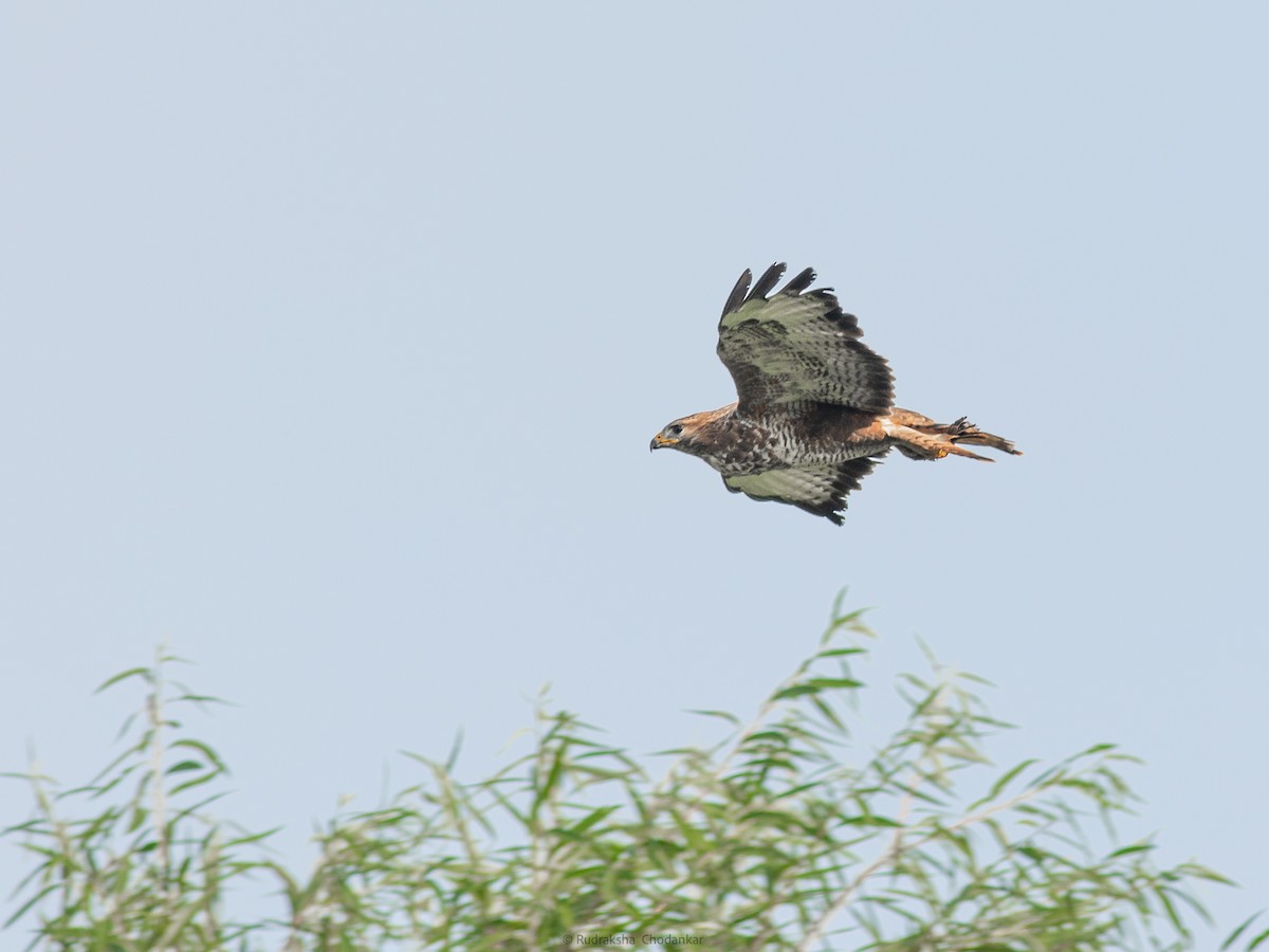 Common Buzzard - Rudraksha Chodankar