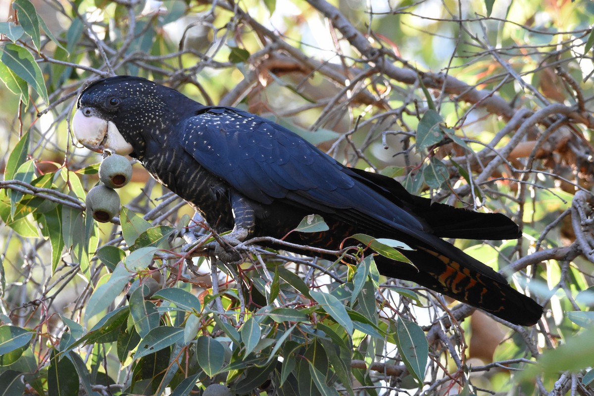 Red-tailed Black-Cockatoo - ML595967341