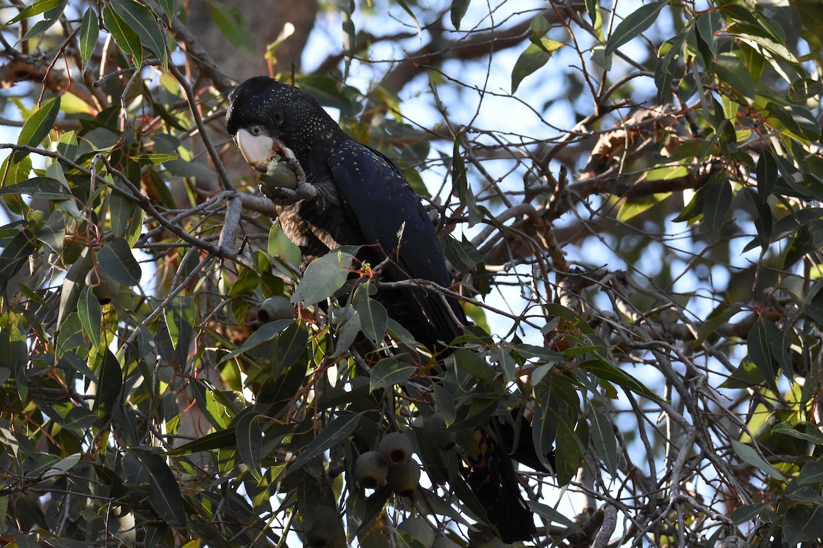 Red-tailed Black-Cockatoo - ML595967381