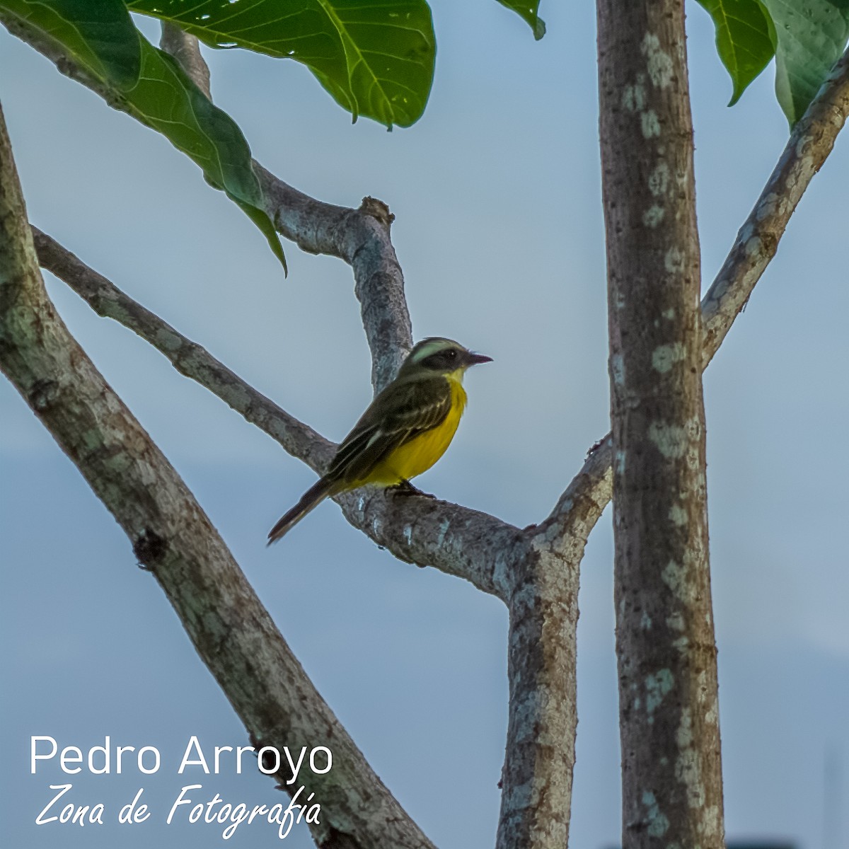 Social Flycatcher - Pedro Arroyo