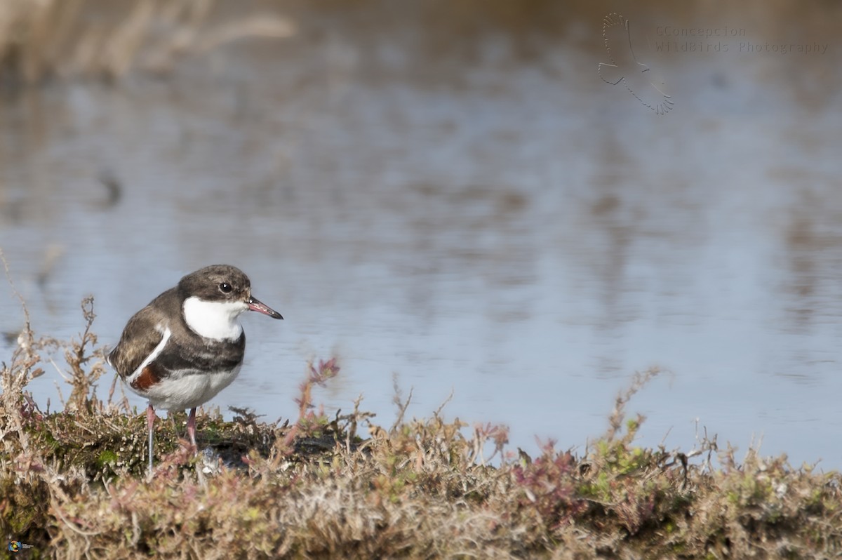 Red-kneed Dotterel - ML59597141