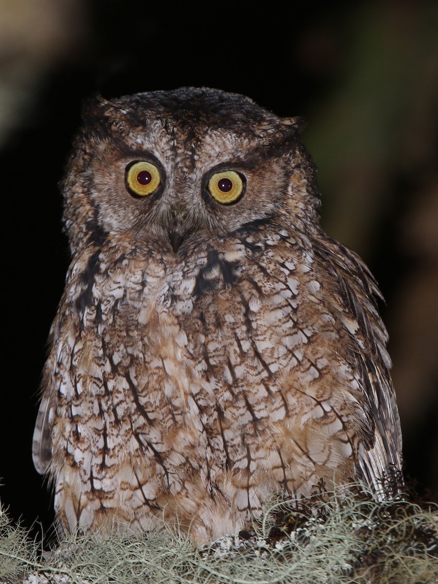 Long-tufted Screech-Owl - ML59597171