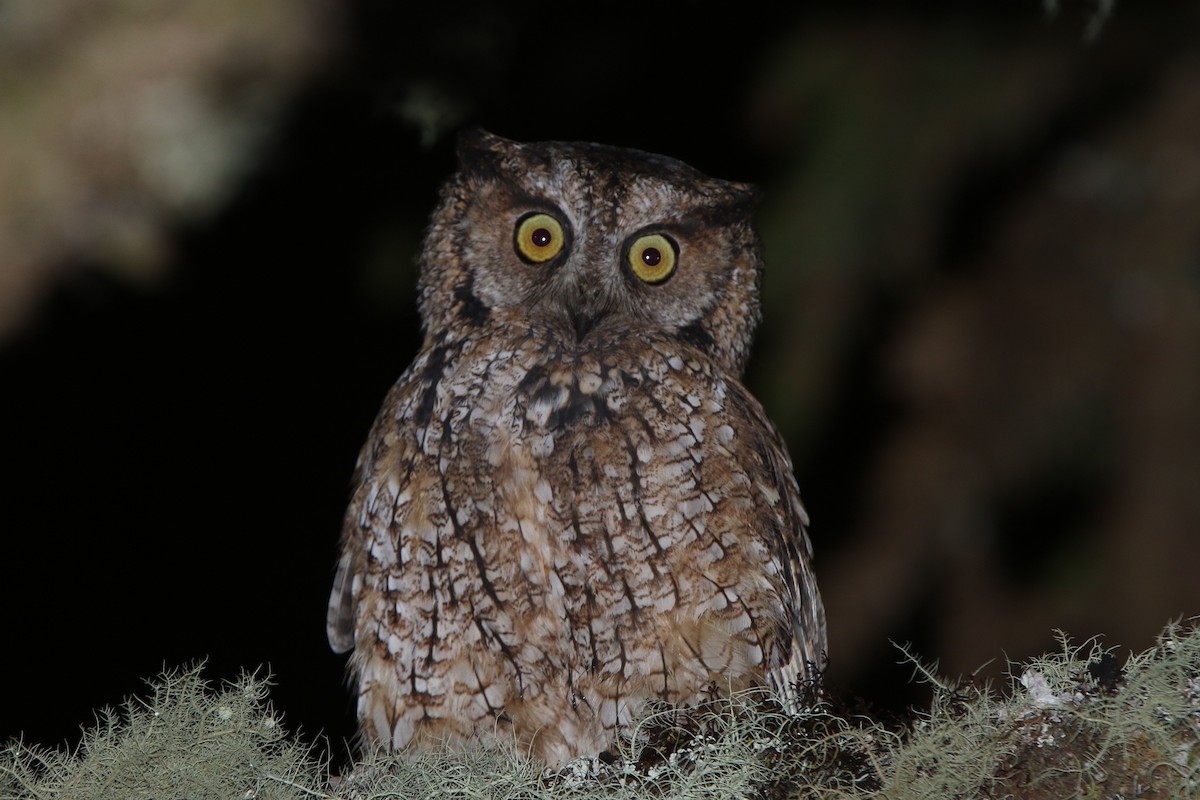 Long-tufted Screech-Owl - ML59597241