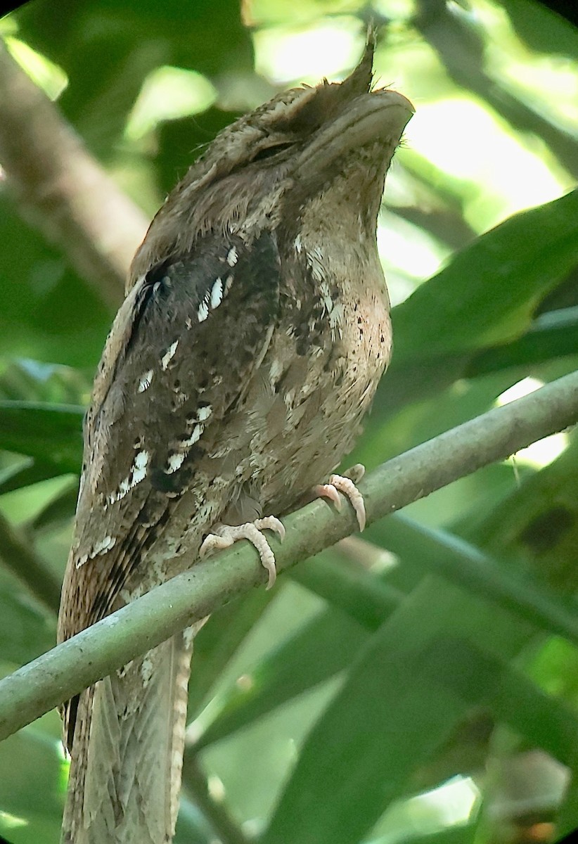Marbled Frogmouth - ML595973201