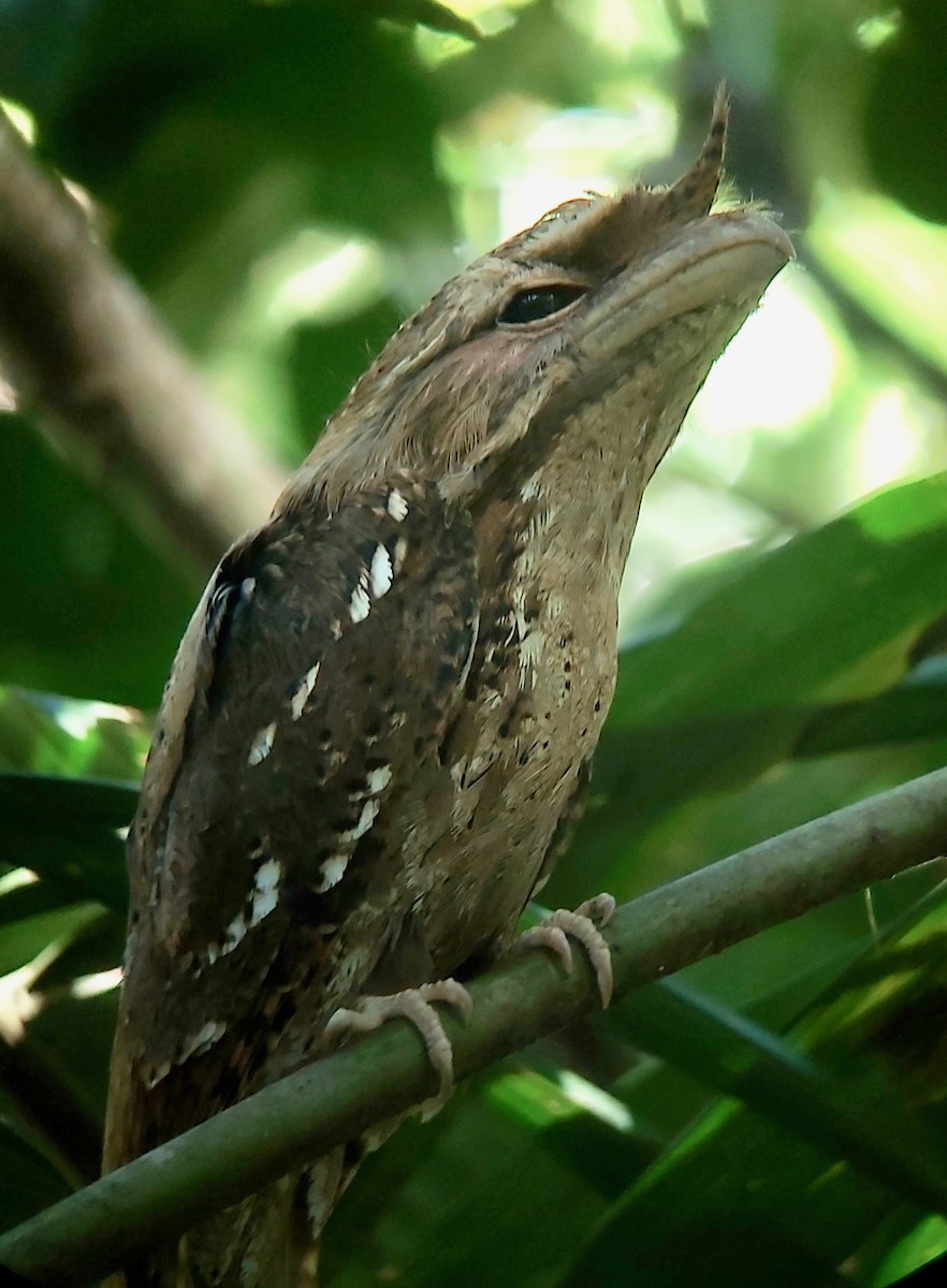 Marbled Frogmouth - ML595973211