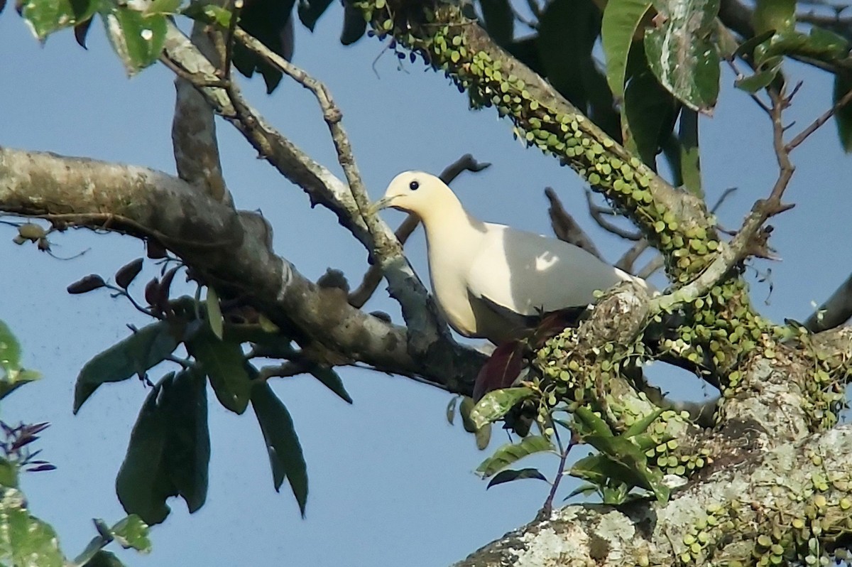 Yellowish Imperial-Pigeon - ML595974671