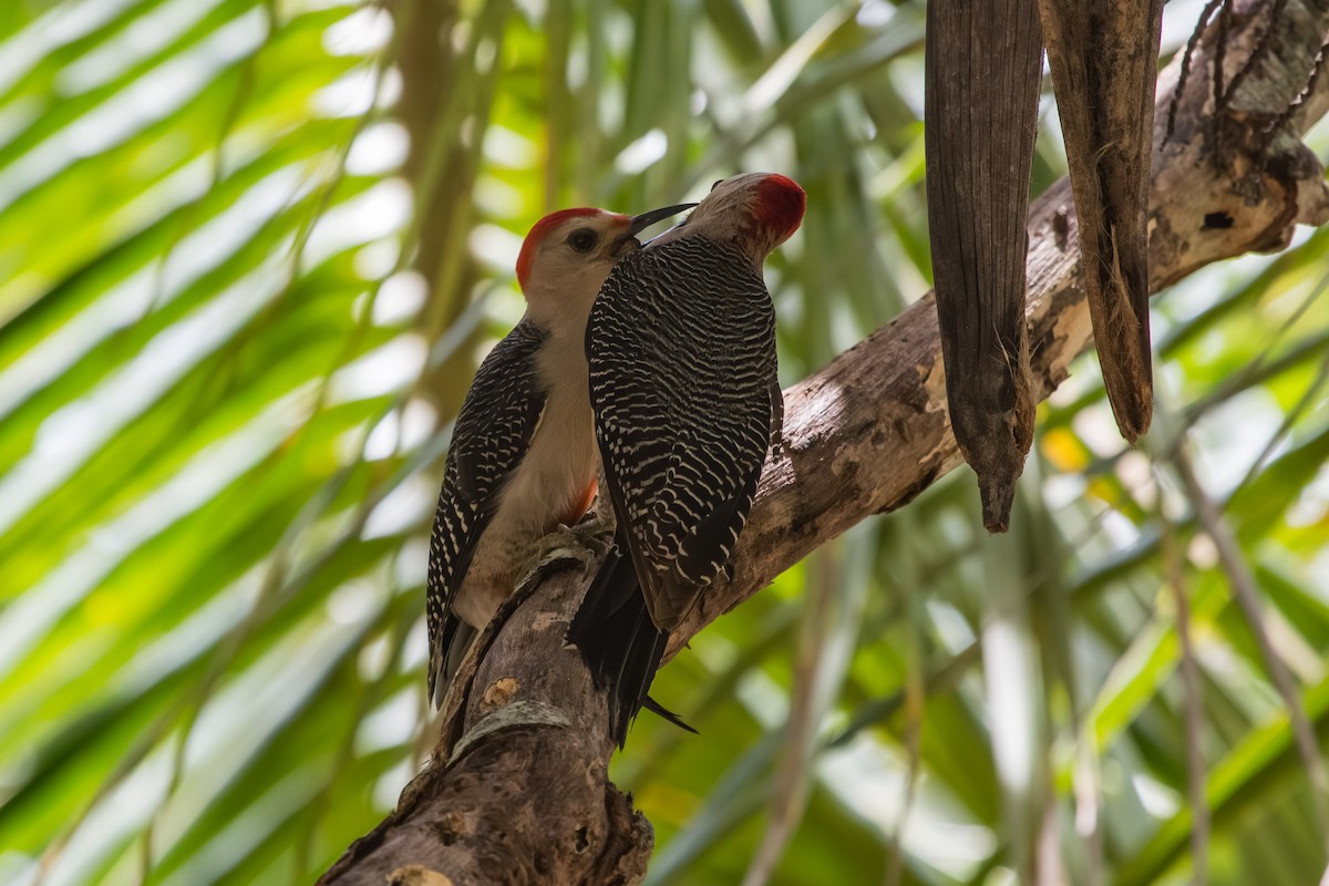 Golden-fronted Woodpecker - ML595974821