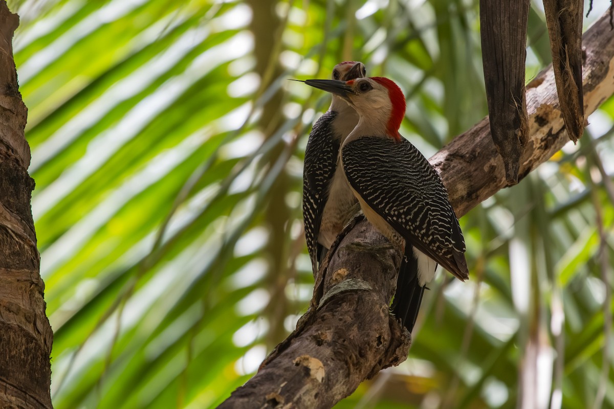 Golden-fronted Woodpecker - ML595974831
