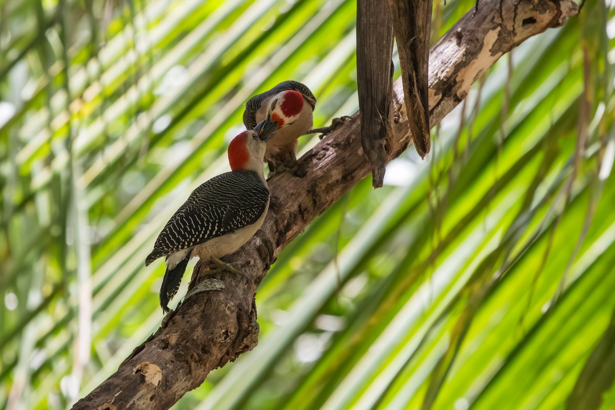 Golden-fronted Woodpecker - ML595974841