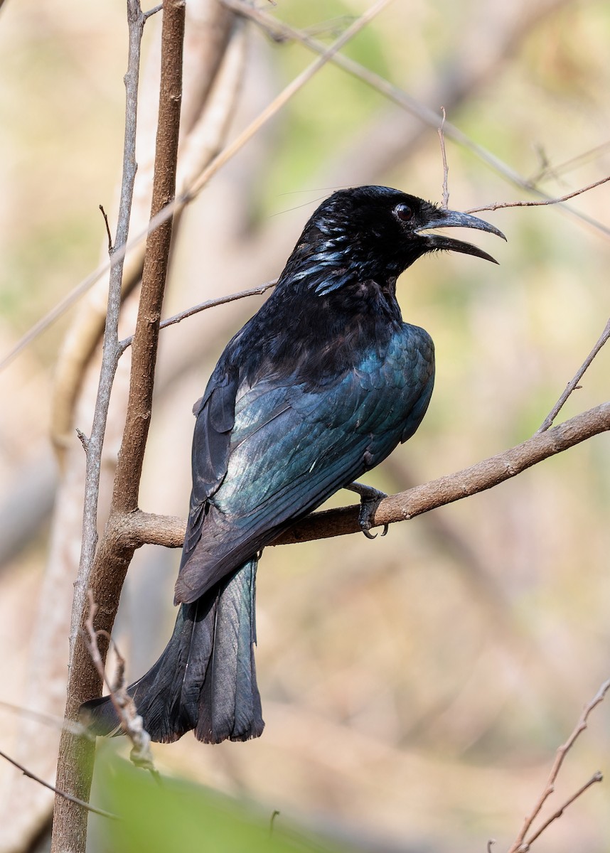 Hair-crested Drongo - ML595975021