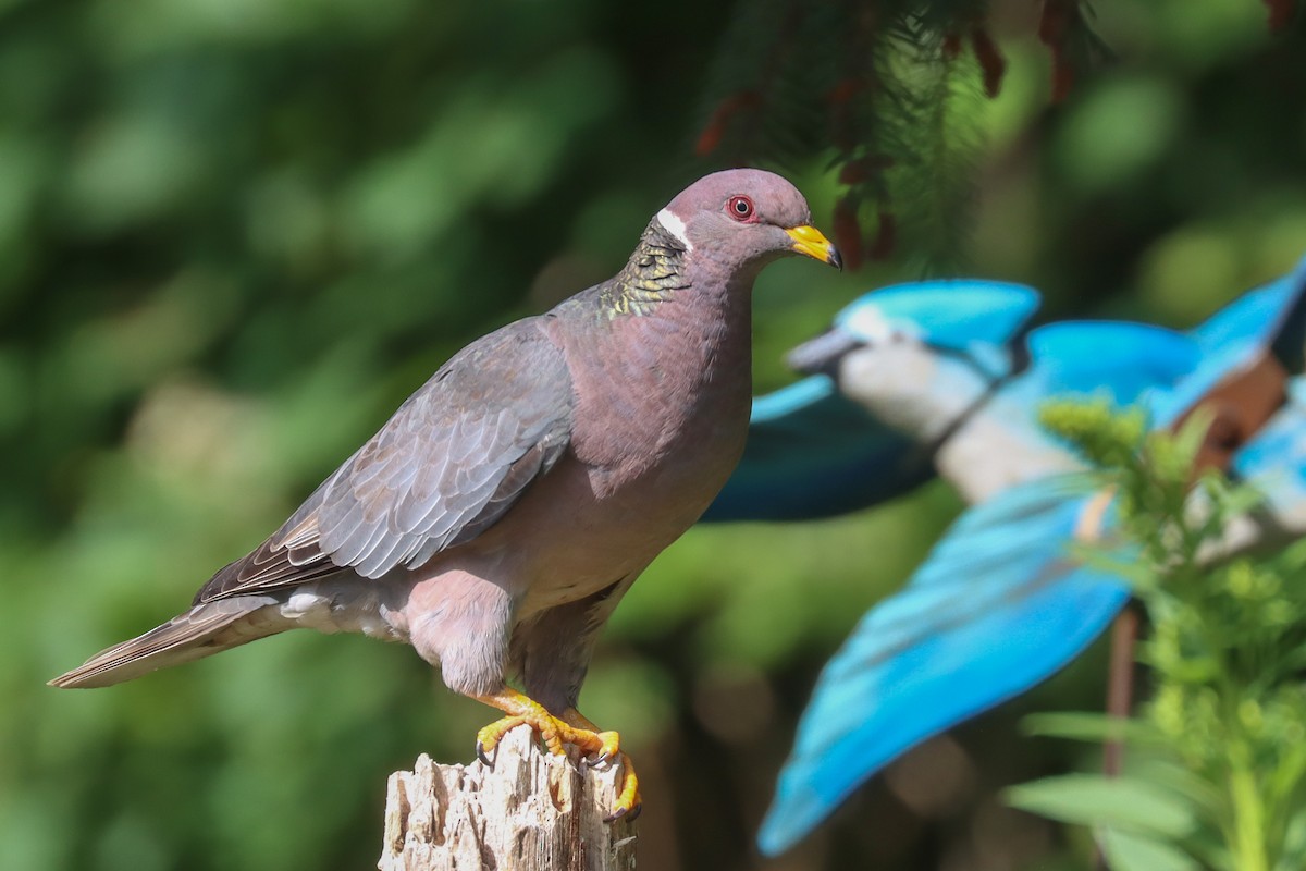 Band-tailed Pigeon - ML595975391