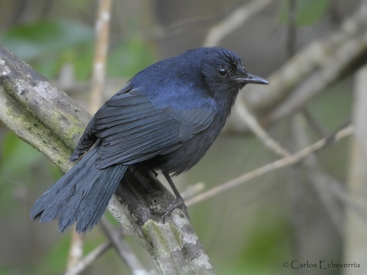 Black Catbird - ML59597691