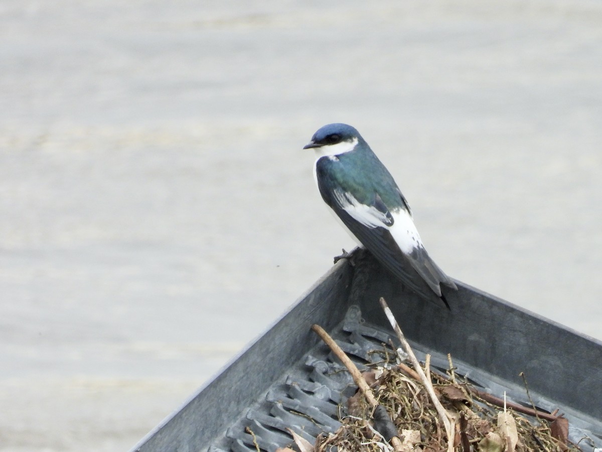 White-winged Swallow - ML595977121