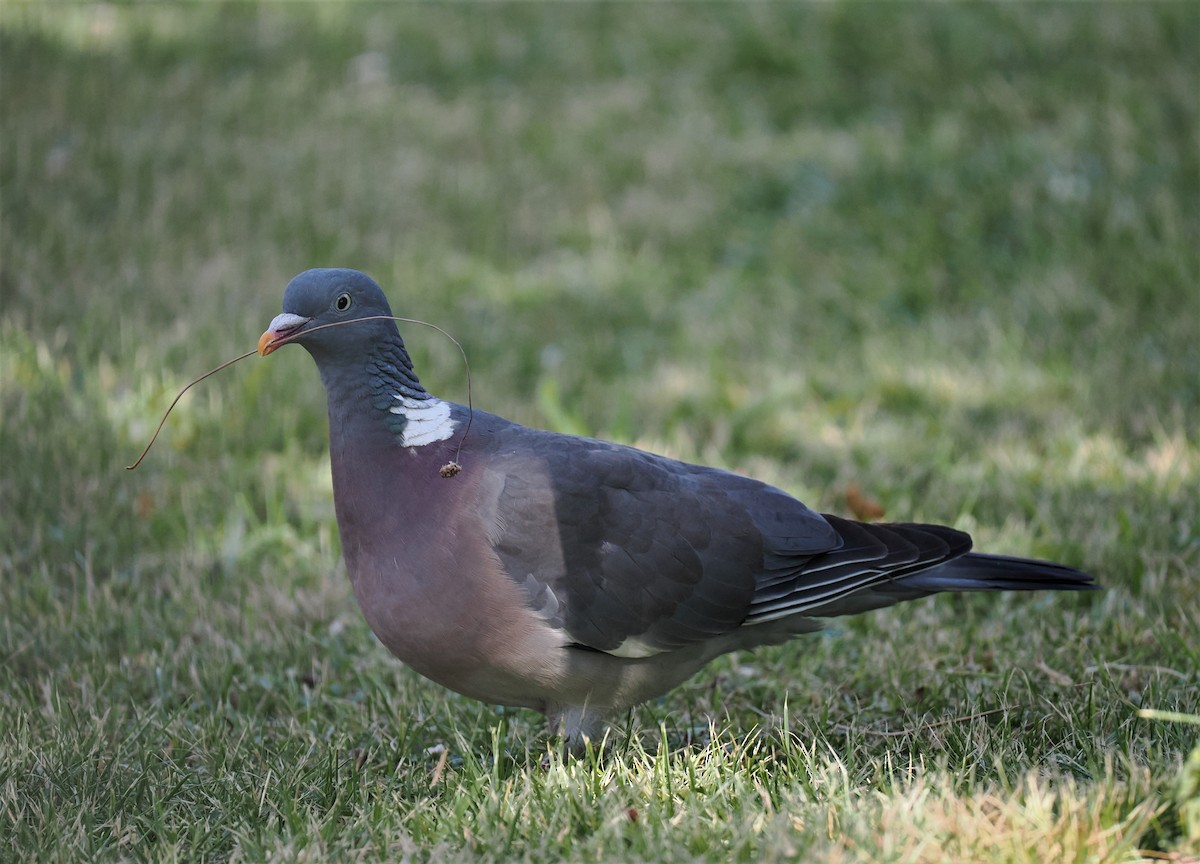 Common Wood-Pigeon - ML595980891