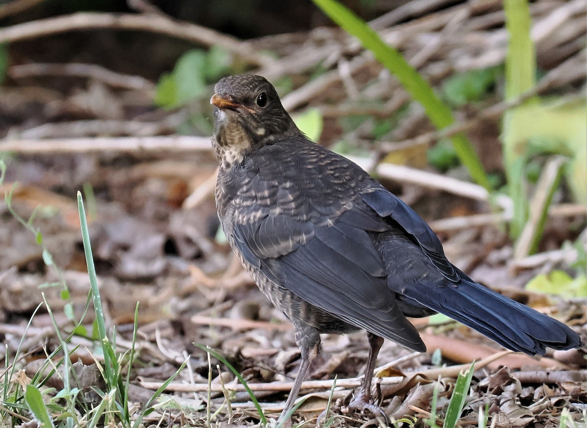 Eurasian Blackbird - ML595981071
