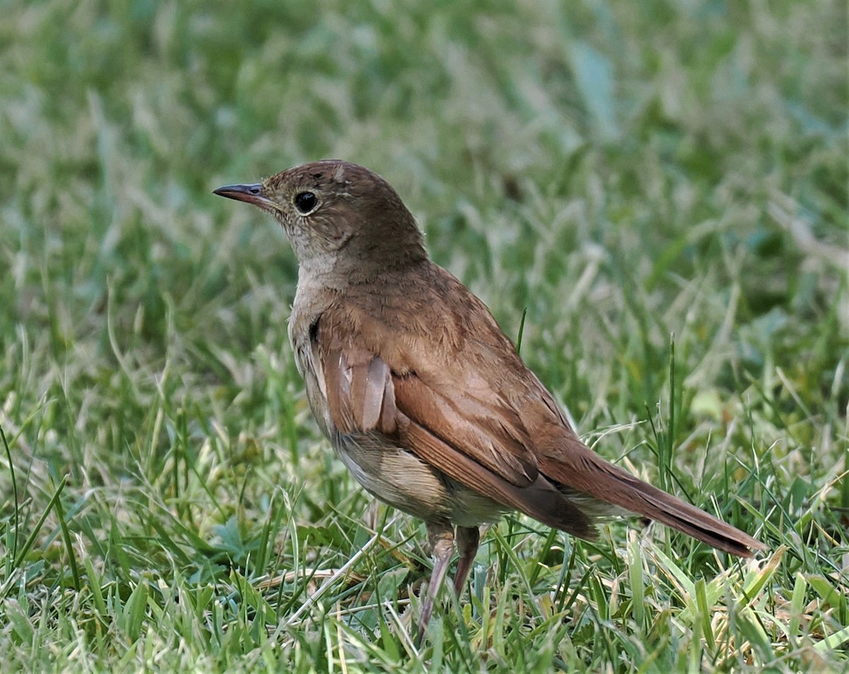 Common Nightingale - ML595981111