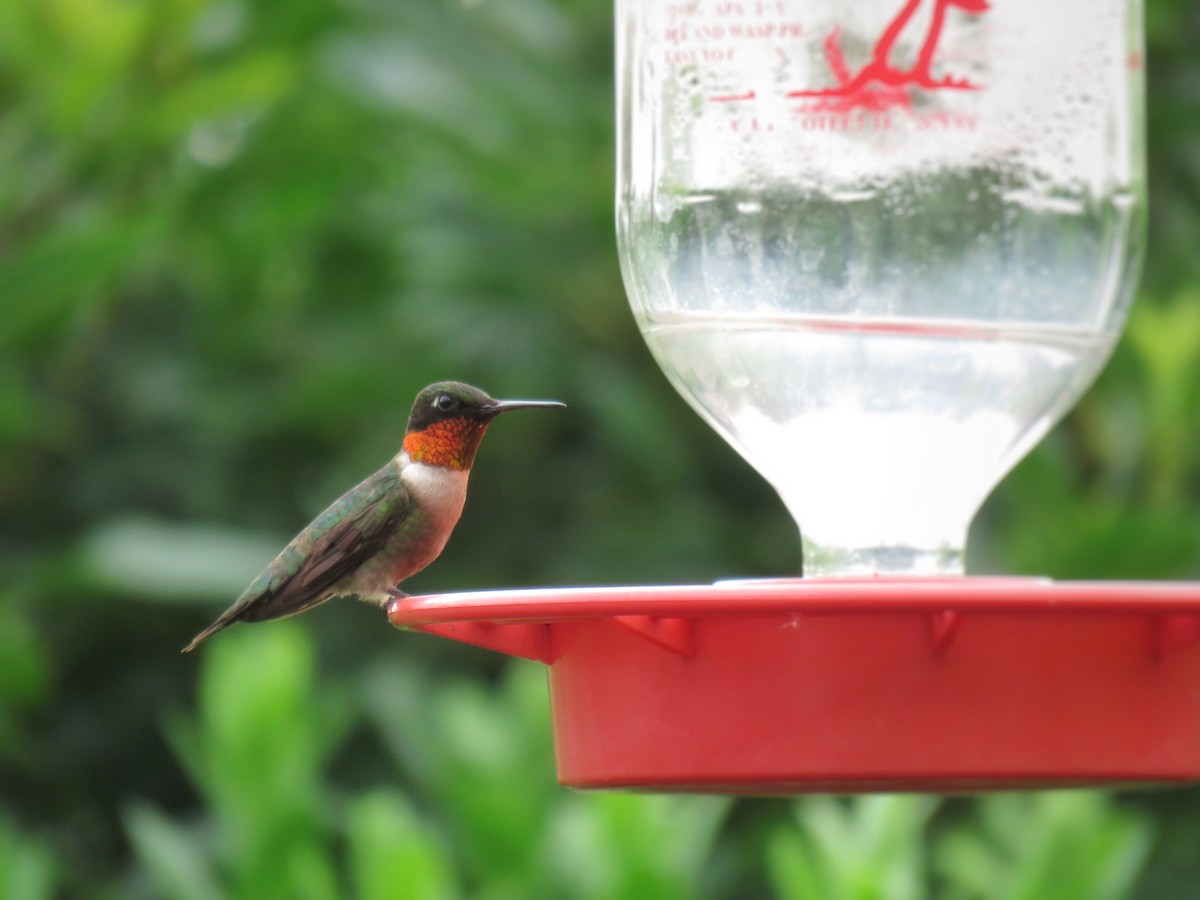 Ruby-throated Hummingbird - Samuel Keener